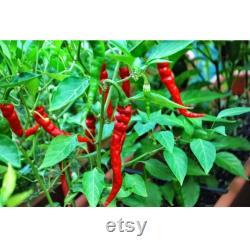 Chili Pepper Organic Seeds, 50 Count Very Hot Chili Pepper Seed, Real Seeds for Pot and Garden, Non-GMO Heirloom, Open Pollinated