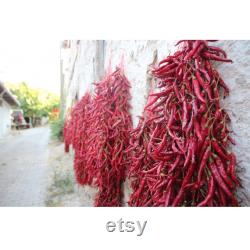 Chili Pepper Organic Seeds, 50 Count Very Hot Chili Pepper Seed, Real Seeds for Pot and Garden, Non-GMO Heirloom, Open Pollinated