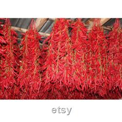 Chili Pepper Organic Seeds, 50 Count Very Hot Chili Pepper Seed, Real Seeds for Pot and Garden, Non-GMO Heirloom, Open Pollinated
