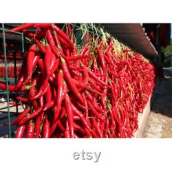 Chili Pepper Organic Seeds, 50 Count Very Hot Chili Pepper Seed, Real Seeds for Pot and Garden, Non-GMO Heirloom, Open Pollinated
