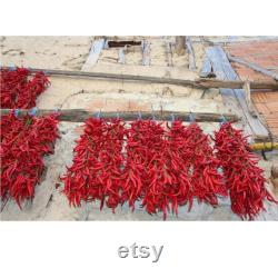 Chili Pepper Organic Seeds, 50 Count Very Hot Chili Pepper Seed, Real Seeds for Pot and Garden, Non-GMO Heirloom, Open Pollinated