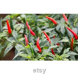 Chili Pepper Organic Seeds, 50 Count Very Hot Chili Pepper Seed, Real Seeds for Pot and Garden, Non-GMO Heirloom, Open Pollinated