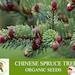 Chinese Spruce Tree Organic Seeds, 10 Count Chinese Spruce Tree Seed, Picea Likiangensis Plant For Pot And Garden, Non-gmo Heirloom