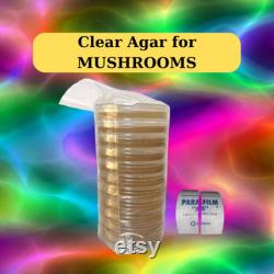 Clear Agar Plates 10 Plates For Mushrooms