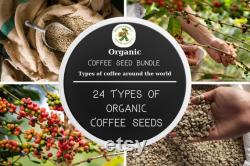 Coffee Tree Collection Organic Seeds, 240 Count Worldwide Coffee Variety Trees Seed Bundle, Build Your Own Garden, Pot and Garden, Non-GMO