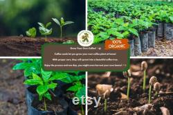 Coffee Tree Collection Organic Seeds, 240 Count Worldwide Coffee Variety Trees Seed Bundle, Build Your Own Garden, Pot and Garden, Non-GMO