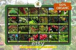 Coffee Tree Collection Organic Seeds, 240 Count Worldwide Coffee Variety Trees Seed Bundle, Build Your Own Garden, Pot and Garden, Non-GMO