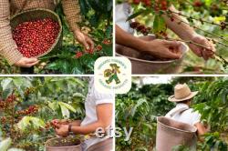 Coffee Tree Collection Organic Seeds, 240 Count Worldwide Coffee Variety Trees Seed Bundle, Build Your Own Garden, Pot and Garden, Non-GMO