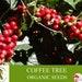 Coffee Tree Organic Seeds, 10 Count Coffee Tree Seed, Coffee Plant Seeds For Garden And Pot, Non-gmo Heirloom, Open Pollination