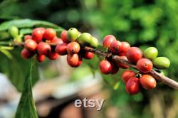 Coffee Tree Organic Seeds, 10 Count Coffee Tree Seed, Coffee Plant Seeds for Garden and Pot, Non-GMO Heirloom, Open Pollination