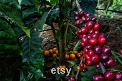 Coffee Tree Organic Seeds, 10 Count Coffee Tree Seed, Coffee Plant Seeds for Garden and Pot, Non-GMO Heirloom, Open Pollination