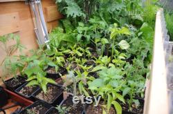 Cold Frame Germination Station with Auto Vent