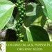 Colored Black Pepper Plant Organic Seeds, 25 Count Colored Black Pepper Plant Seed, Black Pepper Plant For Pot And Garden, Non-gmo-heirloom