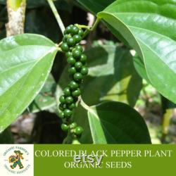 Colored Black Pepper Plant Organic Seeds, 25 Count Colored Black Pepper Plant Seed, Black Pepper Plant for Pot and Garden, Non-GMO-Heirloom