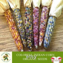 Colorful Indian Corn Organic Seeds, 10 Count Indian Corn Seed, Indian Corn Plant Seeds for Pot and Garden, Non-GMO Heirloom