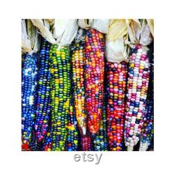 Colorful Indian Corn Organic Seeds, 10 Count Indian Corn Seed, Indian Corn Plant Seeds for Pot and Garden, Non-GMO Heirloom
