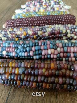 Colorful Indian Corn Organic Seeds, 10 Count Indian Corn Seed, Indian Corn Plant Seeds for Pot and Garden, Non-GMO Heirloom