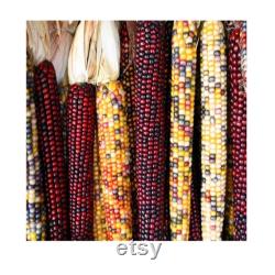 Colorful Indian Corn Organic Seeds, 10 Count Indian Corn Seed, Indian Corn Plant Seeds for Pot and Garden, Non-GMO Heirloom