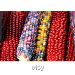 Colorful Indian Corn Organic Seeds, 10 Count Indian Corn Seed, Indian Corn Plant Seeds for Pot and Garden, Non-GMO Heirloom