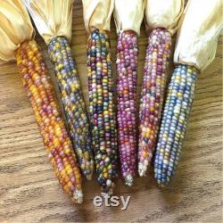 Colorful Indian Corn Organic Seeds, 10 Count Indian Corn Seed, Indian Corn Plant Seeds for Pot and Garden, Non-GMO Heirloom