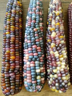 Colorful Indian Corn Organic Seeds, 10 Count Indian Corn Seed, Indian Corn Plant Seeds for Pot and Garden, Non-GMO Heirloom