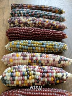 Colorful Indian Corn Organic Seeds, 10 Count Indian Corn Seed, Indian Corn Plant Seeds for Pot and Garden, Non-GMO Heirloom