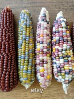 Colorful Indian Corn Organic Seeds, 10 Count Indian Corn Seed, Indian Corn Plant Seeds for Pot and Garden, Non-GMO Heirloom