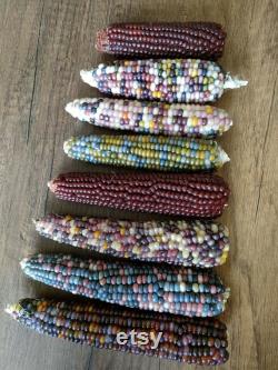 Colorful Indian Corn Organic Seeds, 10 Count Indian Corn Seed, Indian Corn Plant Seeds for Pot and Garden, Non-GMO Heirloom