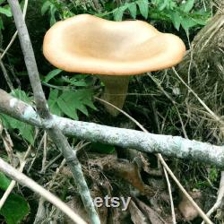 Common Funnel Mushroom (Clitocybe gibba) Liquid Culture