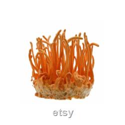 Cordyceps Liquid Culture Cordyceps Militaris Grow Mushrooms At Home With Instructions