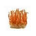 Cordyceps Liquid Culture Cordyceps Militaris Grow Mushrooms At Home With Instructions