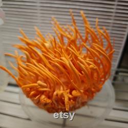 Cordyceps Liquid Culture Cordyceps Militaris Grow Mushrooms At Home With Instructions