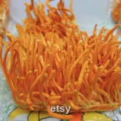 Cordyceps Liquid Culture Cordyceps Militaris Grow Mushrooms At Home With Instructions