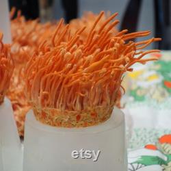 Cordyceps Liquid Culture Cordyceps Militaris Grow Mushrooms At Home With Instructions