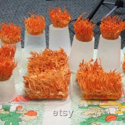 Cordyceps Liquid Culture Cordyceps Militaris Grow Mushrooms At Home With Instructions