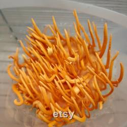 Cordyceps Liquid Culture Cordyceps Militaris Grow Mushrooms At Home With Instructions
