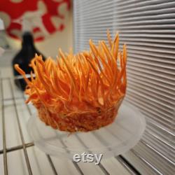 Cordyceps Liquid Culture Cordyceps Militaris Grow Mushrooms At Home With Instructions