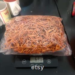 Cordyceps Liquid Culture Cordyceps Militaris Grow Mushrooms At Home With Instructions