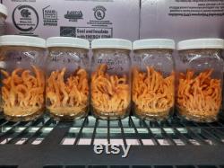 Cordyceps militaris 10ml liquid culture syringe Hades4212 1 2 strain