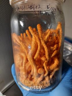 Cordyceps militaris 10ml liquid culture syringe Hades4212 1 2 strain