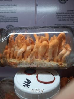 Cordyceps militaris 10ml liquid culture syringe Hades4212 1 2 strain