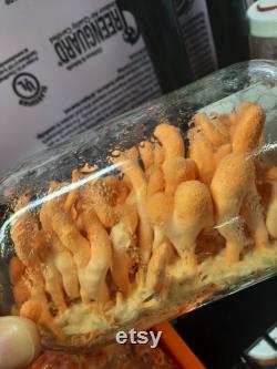 Cordyceps militaris 10ml liquid culture syringe Hades4212 1 2 strain