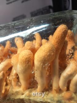 Cordyceps militaris 10ml liquid culture syringe Hades4212 1 2 strain