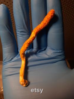 Cordyceps militaris 10ml liquid culture syringe Hades4212 1 2 strain