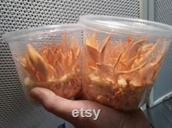 Cordyceps militaris 5 pack liquid cultures