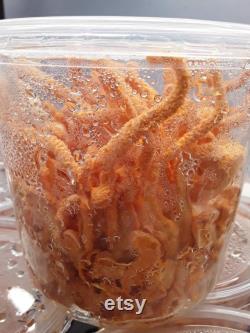 Cordyceps militaris 5 pack liquid cultures