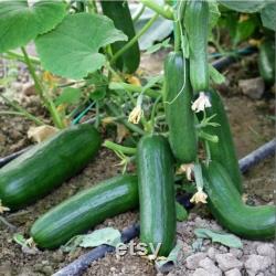 Cucumber Organic Seeds, 30 Count engelköy Cucumber Seeds, Cucumber Seed for Garden and Pot, Non-GMO Heirloom, Open Pollinated