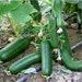 Cucumber Organic Seeds, 30 Count Engelköy Cucumber Seeds, Cucumber Seed For Garden And Pot, Non-gmo Heirloom, Open Pollinated