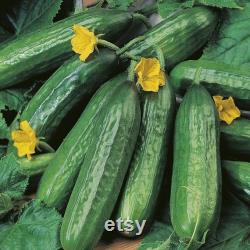 Cucumber Organic Seeds, 30 Count engelköy Cucumber Seeds, Cucumber Seed for Garden and Pot, Non-GMO Heirloom, Open Pollinated