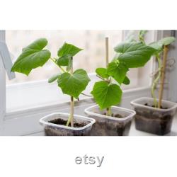 Cucumber Organic Seeds, 30 Count engelköy Cucumber Seeds, Cucumber Seed for Garden and Pot, Non-GMO Heirloom, Open Pollinated